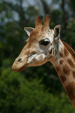 girafe face