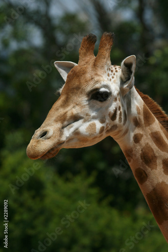 girafe face © Xavier MARCHANT