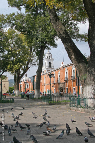 les pigeons du zocalo