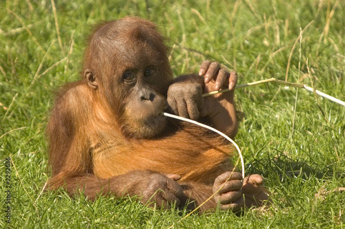 baby orangutan