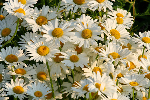 Obraz na plátne marguerites