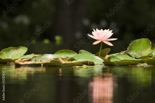 Foto lilypad with reflection, horizontal
