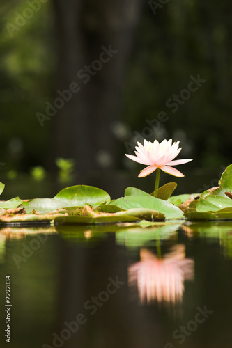 Obraz na plátně lilypad with reflection, vertical