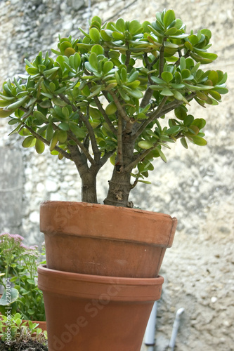 jade plant