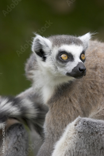 close up of a ring-tailed lemur