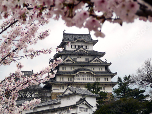 japanese castle during cherry blossom photo