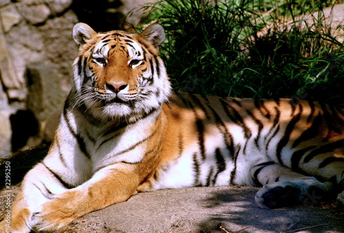 resting tiger