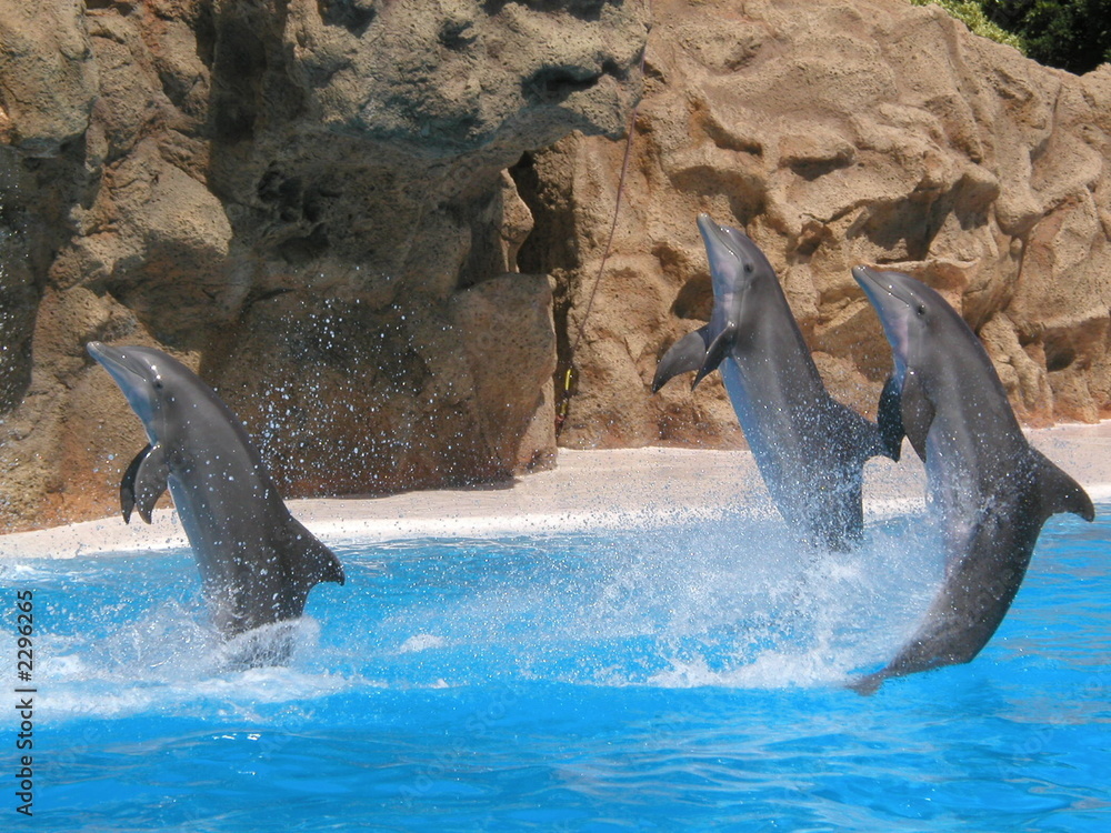 Fototapeta premium delfines