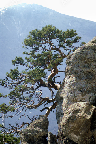lonely pine tree on a cliff