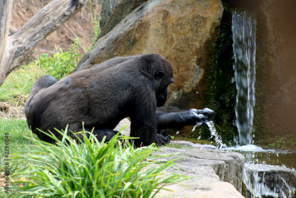 durstiger gorilla