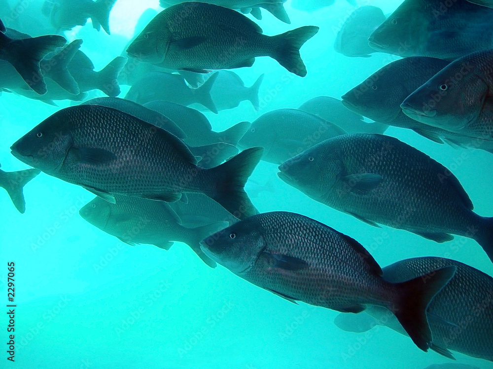 Naklejka premium fishes