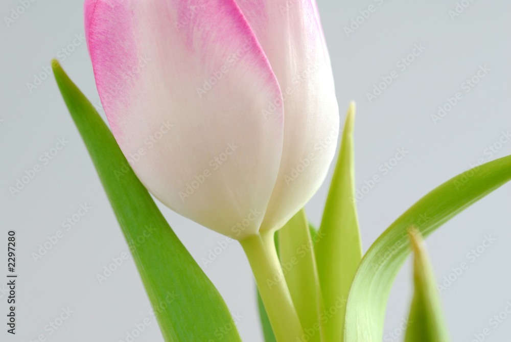 Naklejka premium tulip