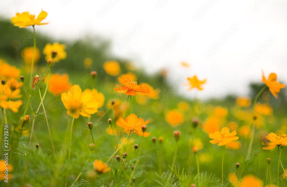 orange flowers (forest of flowers )
