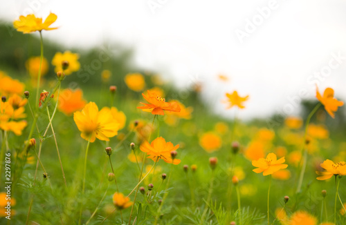 orange flowers (forest of flowers ) © ilolab