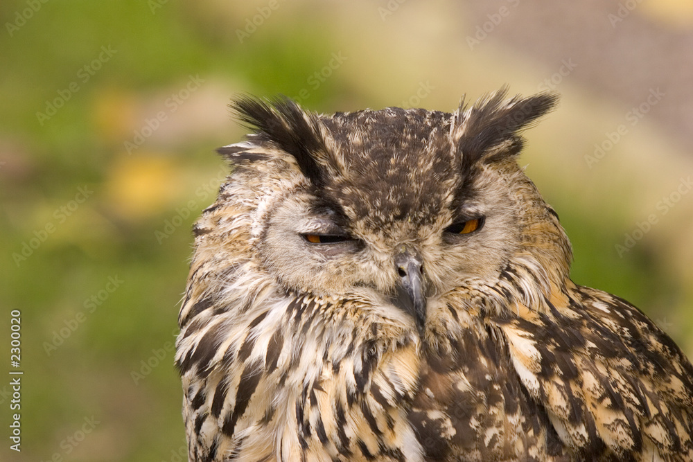 eagle owl eagle owl