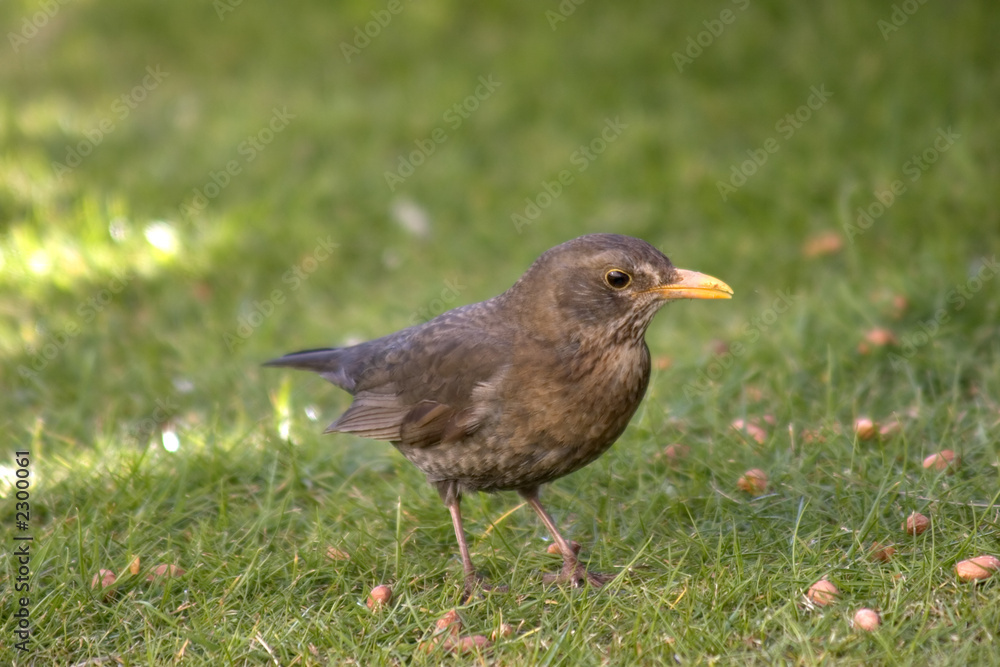 female blackbird female blackbird