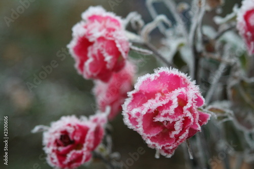 frostblume 02