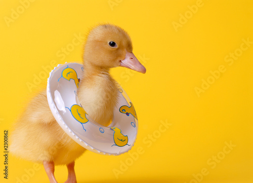 safety duck