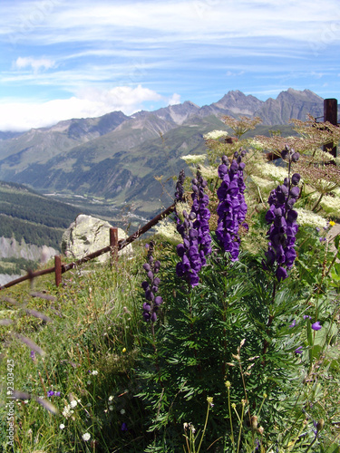 jardin de montagne - franck grondin photo