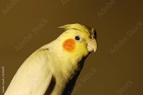 lutino cockatiel