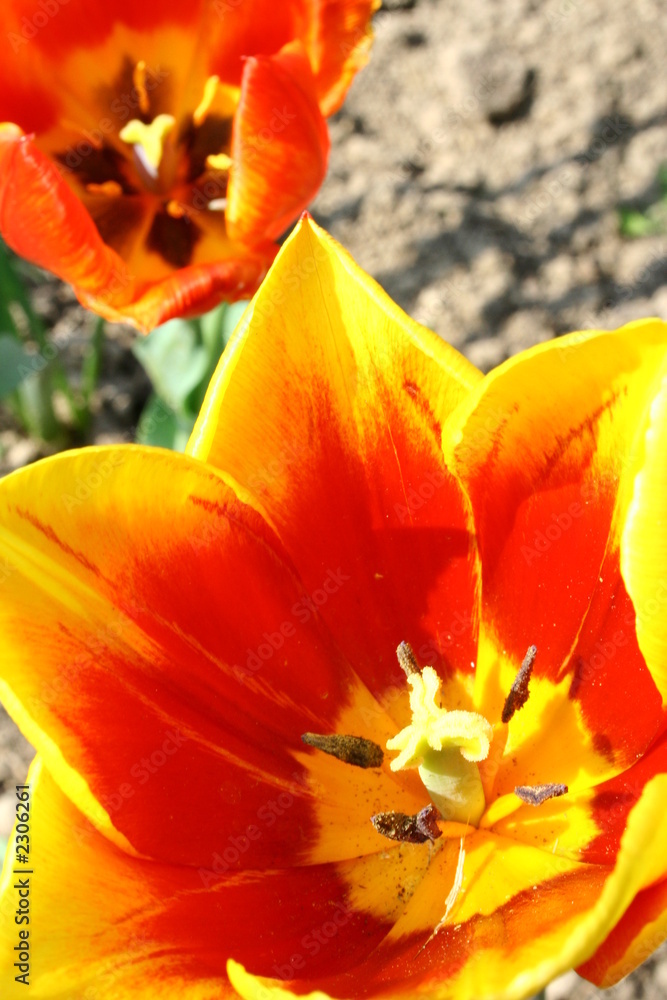 tulip red-yellow