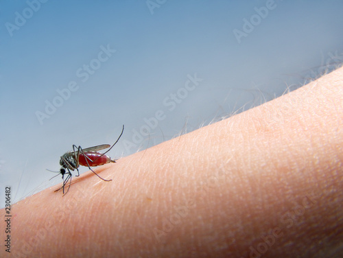 mosquito sucking blood