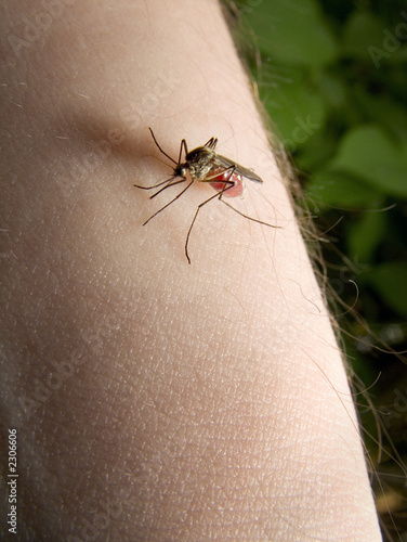 mosquito sucking blood