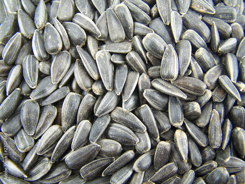 seeds of sunflower