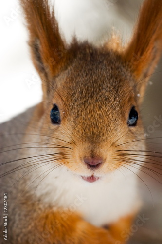 squirrel