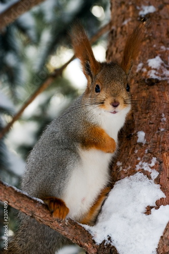 squirrel
