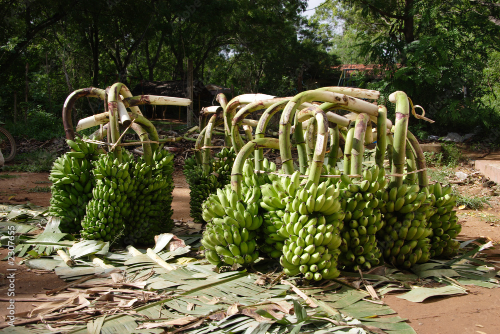 vente de bananes en gros au sri lanka
