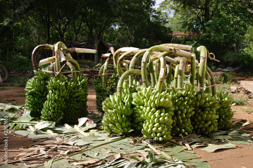 Obraz na płótnie vente de bananes en gros au sri lanka w salonie