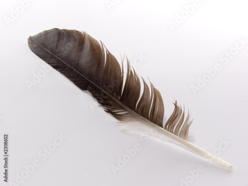 feather