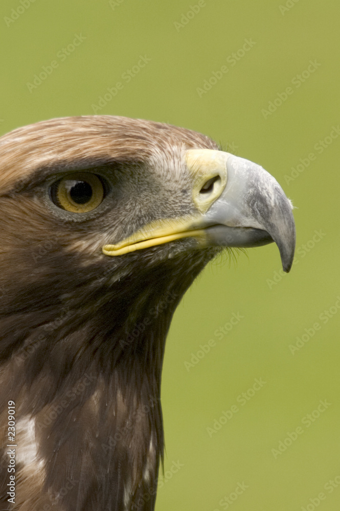 raptor raptor
