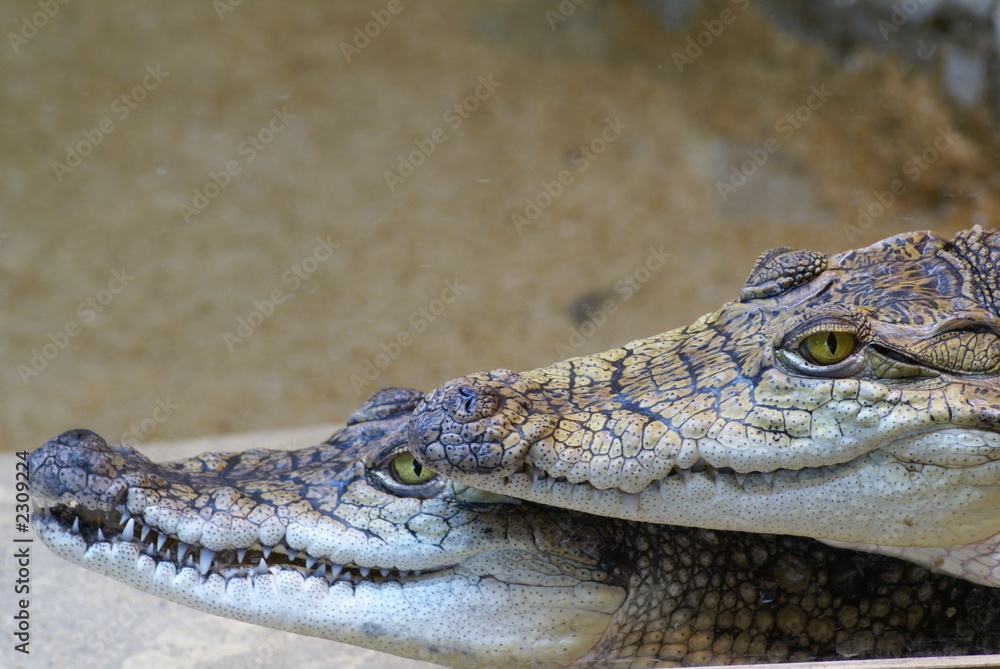 aligator aligator