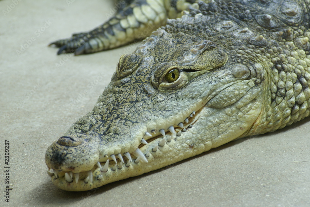 crocodile crocodile