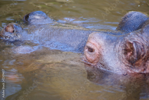 hippo