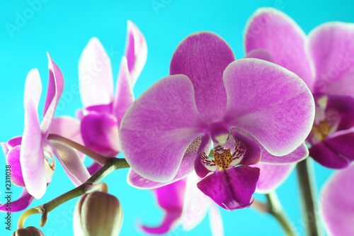 orchid series