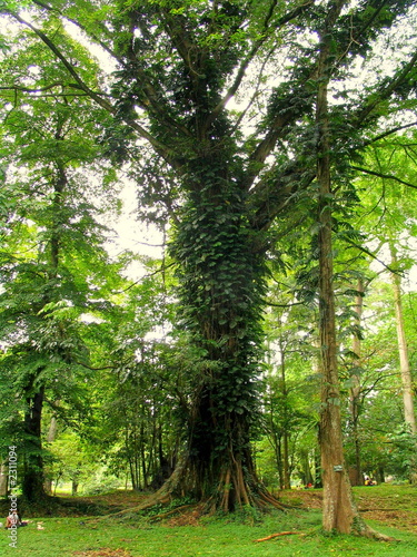 Fototapeta Naklejka Na Ścianę i Meble -  Jardín botánico de Bogor en Jakarta ( Indonesia, Asia)