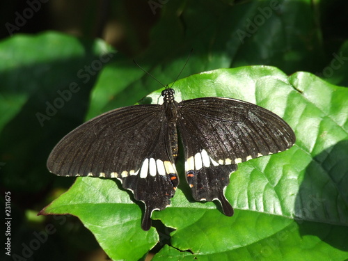 butterfly