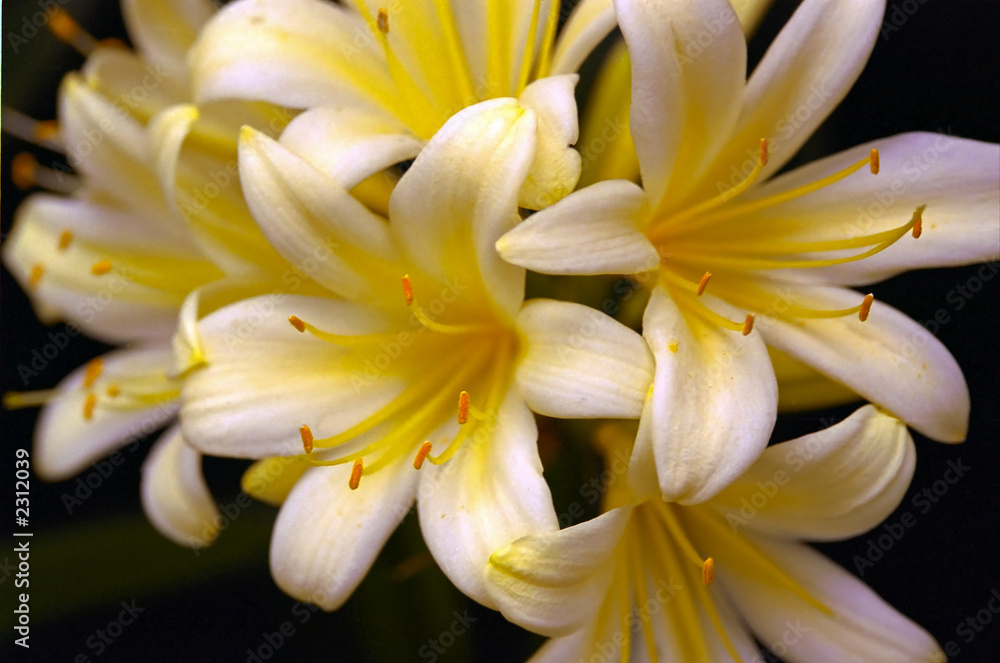 yellow flower yellow flower