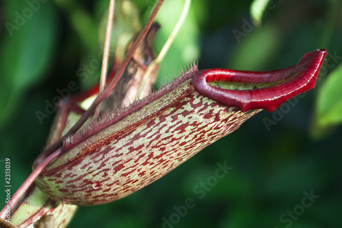 nepenthes