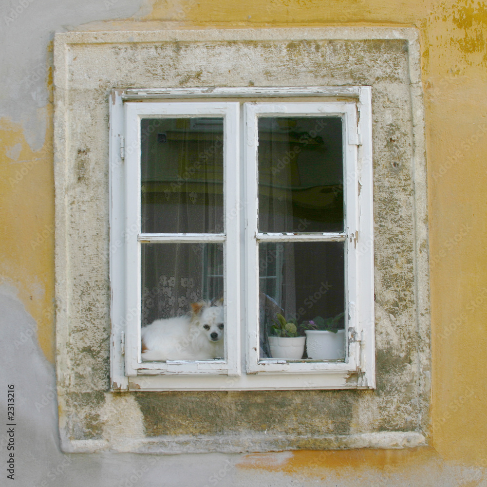 Obraz premium dog in the window