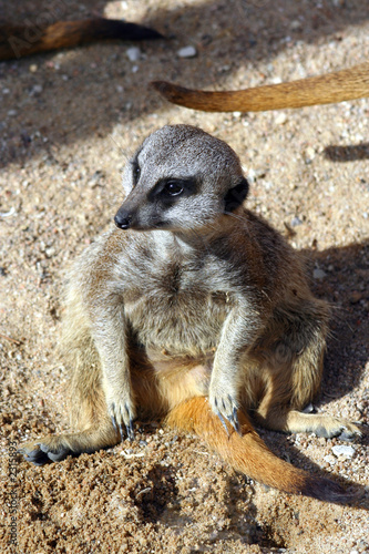 suricate photo