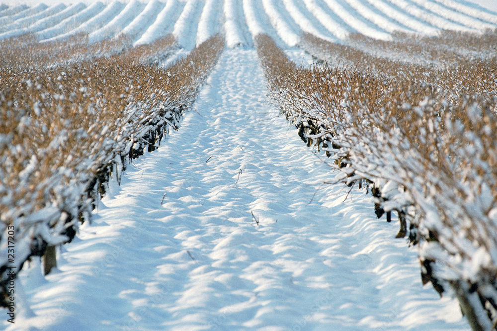 rangée champ de vigne sous la neige - obrazy, fototapety, plakaty 