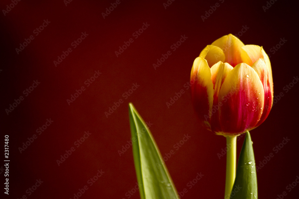 Naklejka premium tulipes