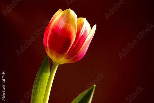 tulipes