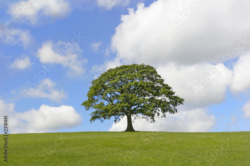 solitary oak tree photo