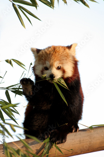 Fényképezés panda