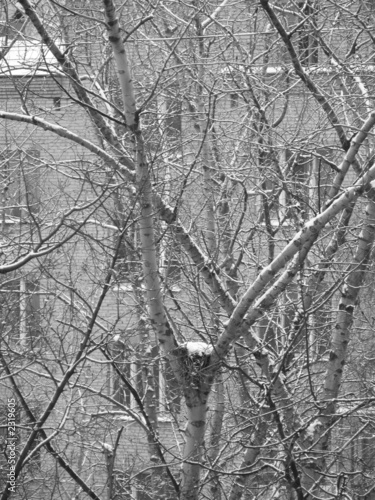 empty nest